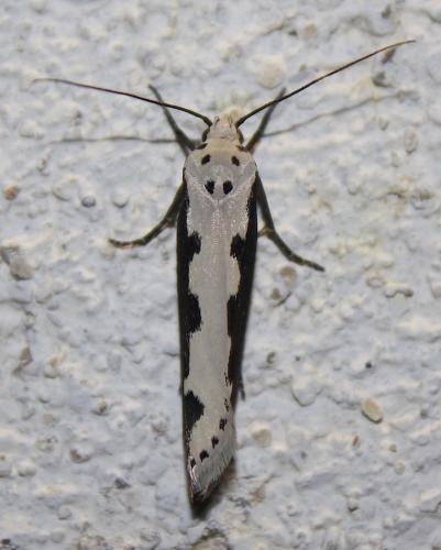 Réf. 213 888 : Ethmia bipunctella